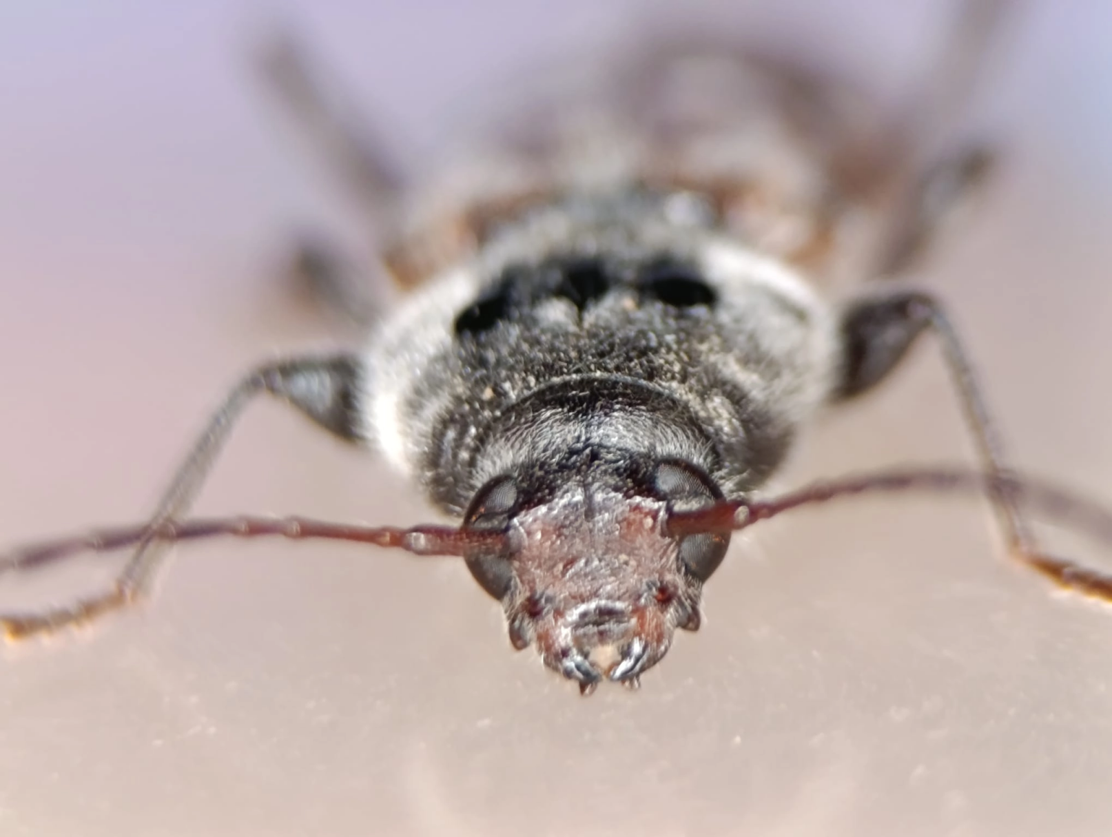 capricorne insecte