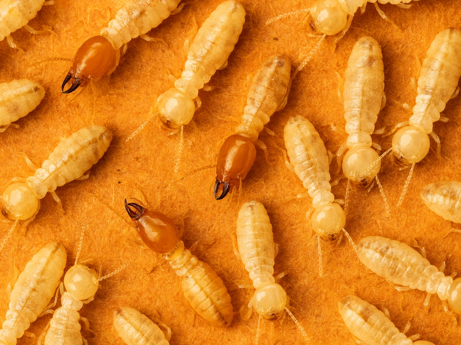 SAPA Expert du traitement contre les termites bois