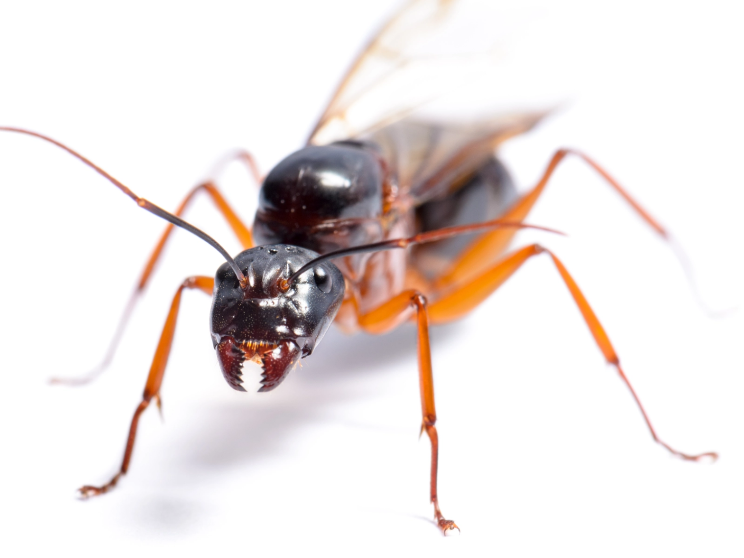 fourmis ailée
