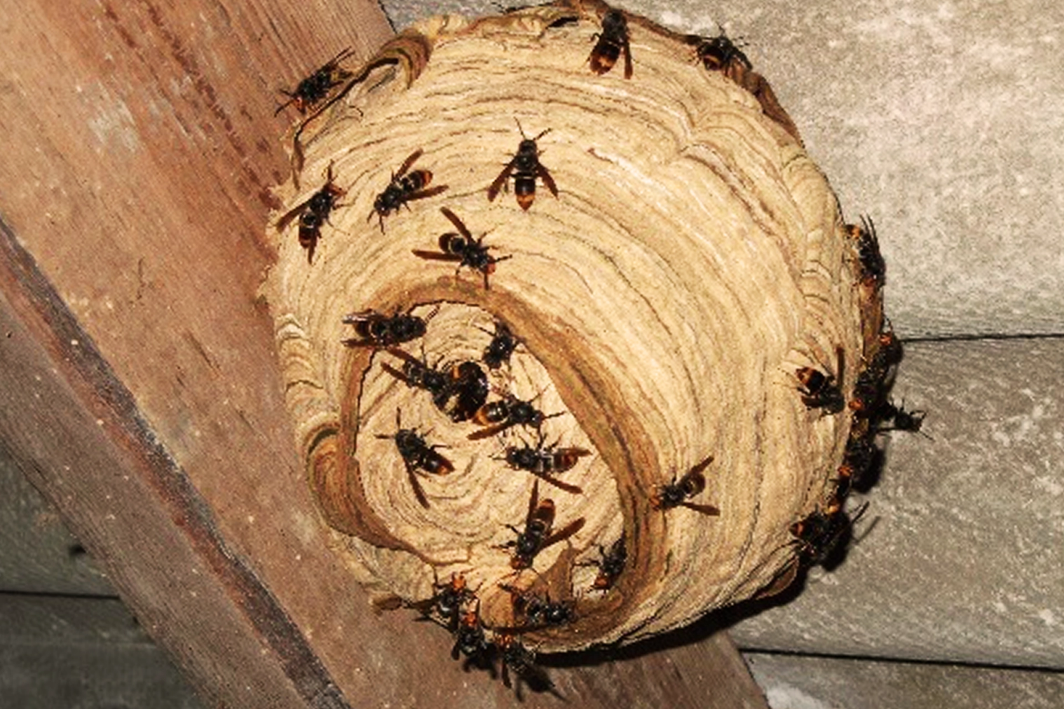Nid frelons asiatiques