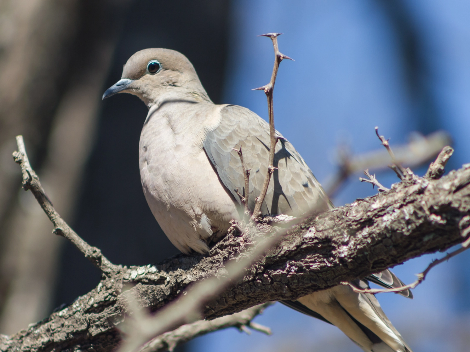 pigeon sur un arbre