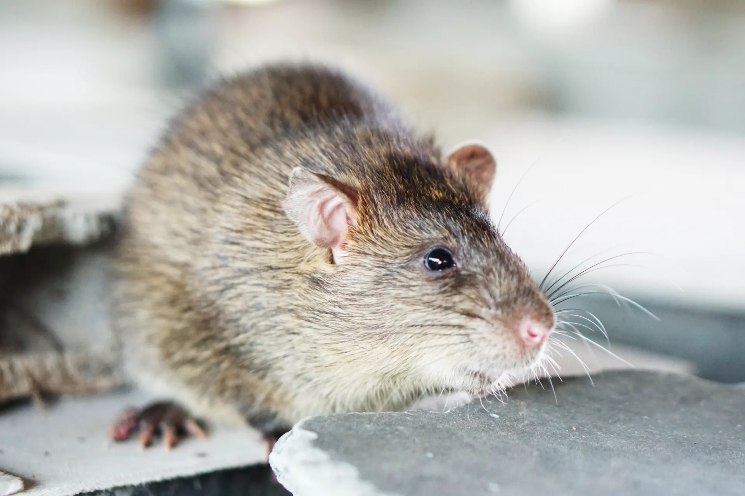 rat