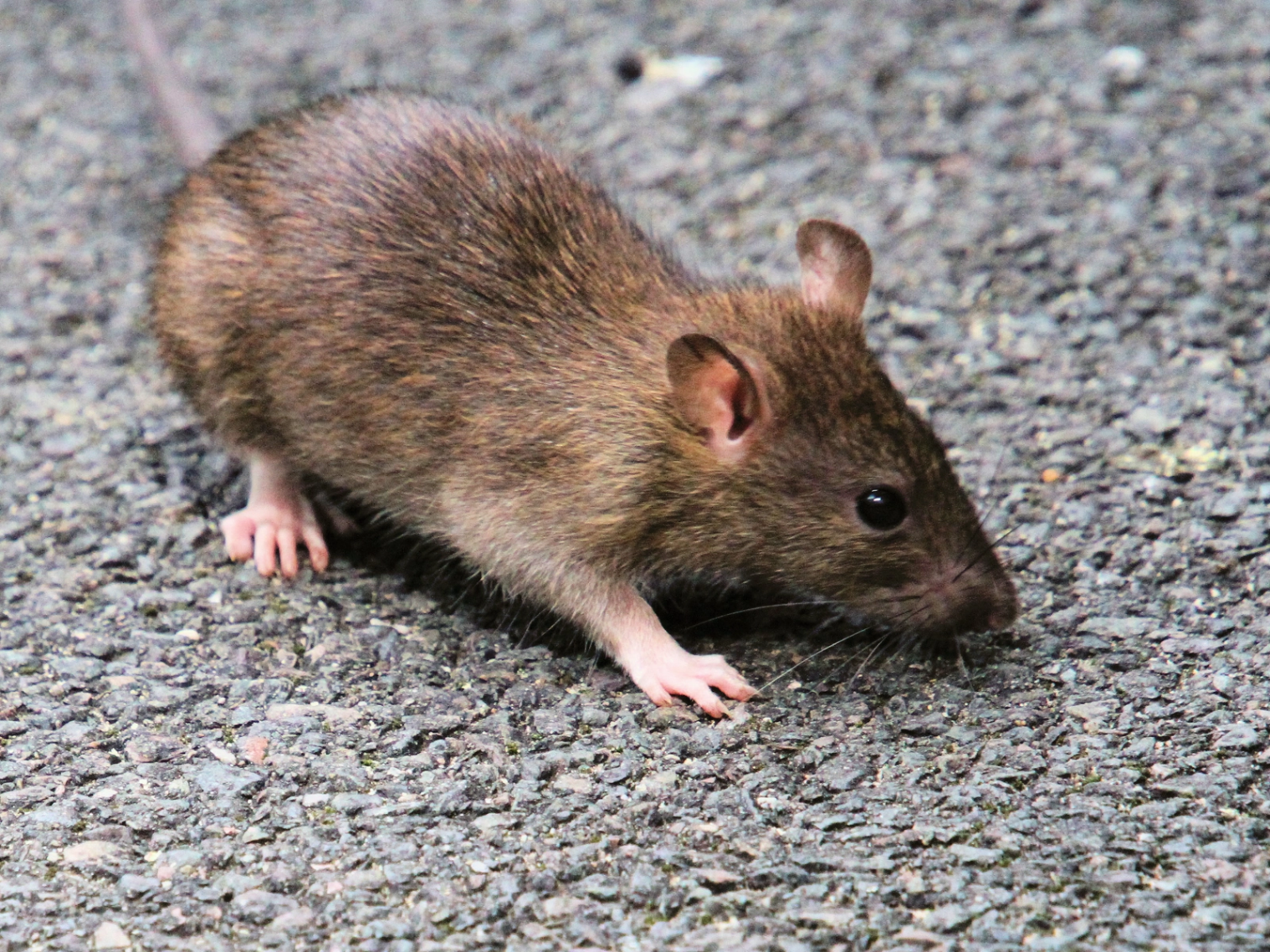 souris