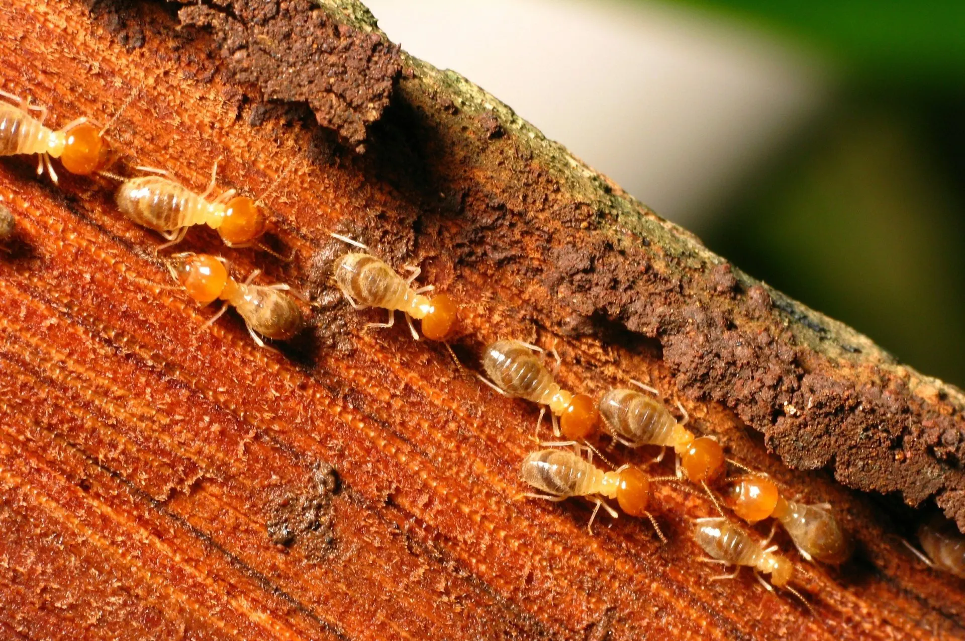 Traitement anti-termites Bordeaux, Langon, Bazas...