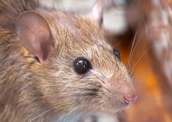 rat