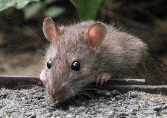 Souris